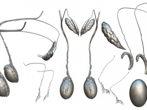 Male Testicles Testes Anatomy 3D 모델
