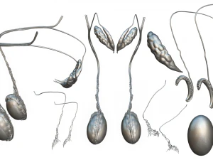 Male Testicles Testes Anatomy 3D Model