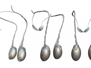Male Testicles Testes Anatomy 3D 모델