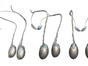 Male Testicles Testes Anatomy 3D Model