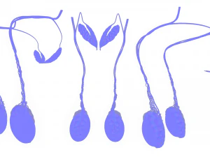 Male Testicles Testes Anatomy 3D Model
