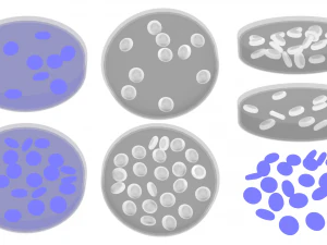 Normal Blood Cells vs Anemia 3D Model