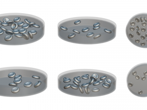 Normal Blood Cells vs Anemia Modelo 3D