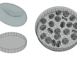 Normal Blood Cells vs Anemia 3D Model