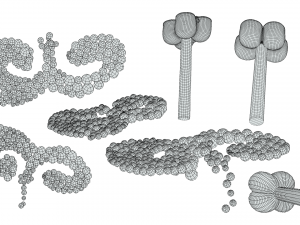 Anther Cross Section Anatomy 3D Модель