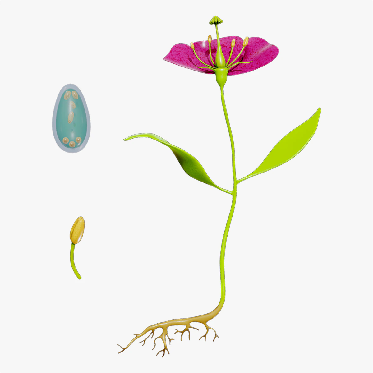 Anatomy of A Flower 3D Model .c4d .max .obj .3ds .fbx .stl .blend 