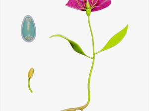 Anatomy of A Flower 3D 모델