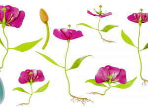 Anatomy of A Flower 3D 模型