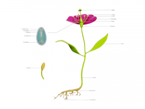 Anatomy of A Flower 3D 模型