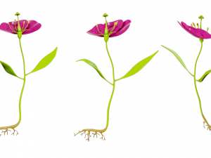 Anatomy of A Flower 3D 模型