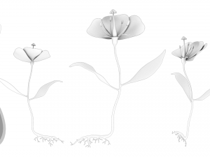 Anatomy of A Flower 3D 模型