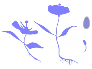 Anatomy of A Flower 3D Model