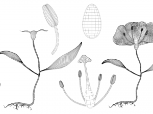 Anatomy of A Flower 3D 模型