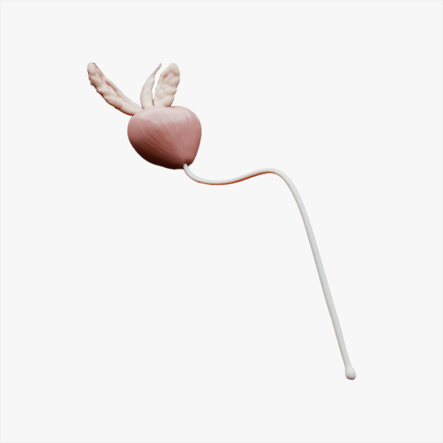 Prostate Anatomy Modelo 3D .c4d .max .obj .3ds .fbx .stl .blend 