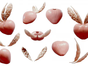 Prostate Anatomy 3D Model