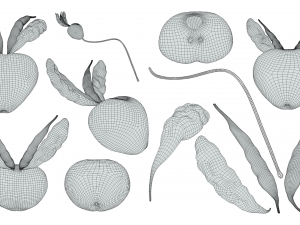 Prostate Anatomy Modelo 3D