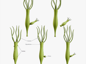 Hydra Gender and Ovary Stages 3D 모델