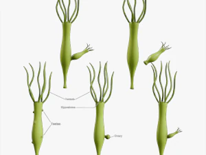 Etapy płci i jajnika hydry Model 3D