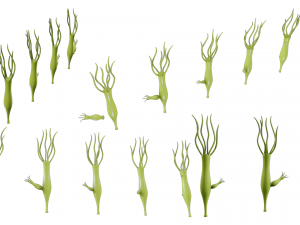 Hydra Gender and Ovary Stages 3D Модель