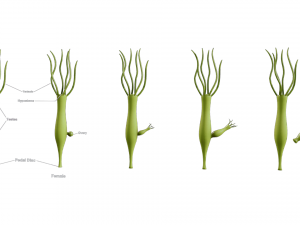 Hydra Gender and Ovary Stages 3D Модель