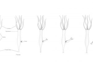 Hydra Gender and Ovary Stages 3D Модель