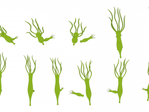 Hydra Gender and Ovary Stages 3D Модель