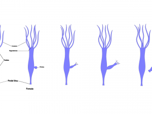 Hydra Gender and Ovary Stages 3D Модель