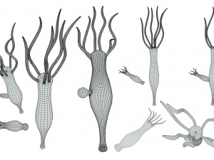 Hydra Gender and Ovary Stages 3D Модель
