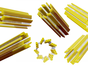 Centriole Structure Modèle 3D