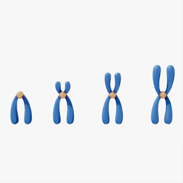 Types of Chromosomes Model 3D .c4d .max .obj .3ds .fbx .stl .blend 