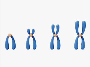 Types of Chromosomes 3D 모델
