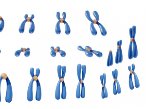 Types of Chromosomes Model 3D