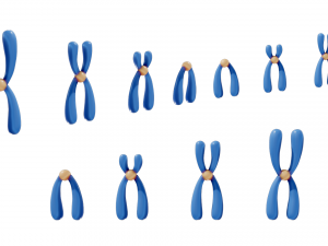 Types of Chromosomes Model 3D