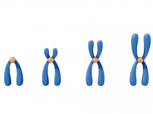 Types of Chromosomes Model 3D