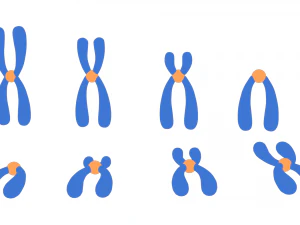 Types of Chromosomes 3D Model