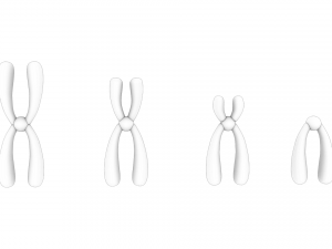 Types of Chromosomes Model 3D