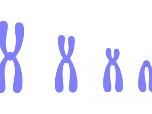 Types of Chromosomes 3D Model