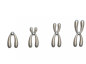 Types of Chromosomes Model 3D