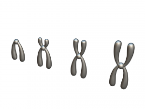 Types of Chromosomes Model 3D