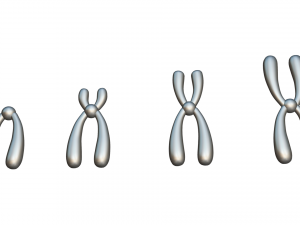Types of Chromosomes Model 3D