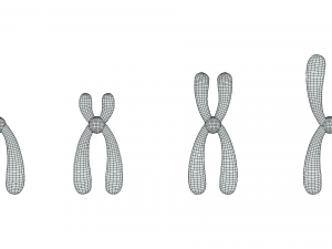 Types of Chromosomes Model 3D