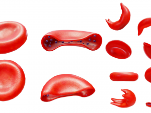 Cross Section of Normal vs Sickle Red Blood Cell 3D Модель