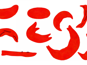 Cross Section of Normal vs Sickle Red Blood Cell 3D Модель