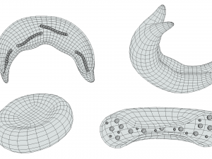 Cross Section of Normal vs Sickle Red Blood Cell 3D Модель