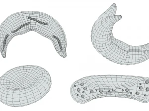 Cross Section of Normal vs Sickle Red Blood Cell 3D Model