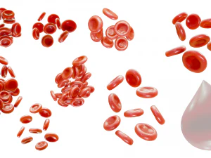 Normal Blood Cells vs Anemia 3D Model