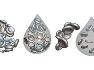 Normal Blood Cells vs Anemia Modèle 3D