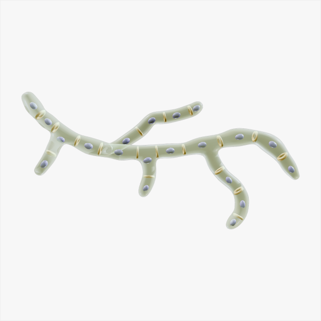Fungal Cell Structure Modèle 3D .c4d .max .obj .3ds .fbx .stl .blend 