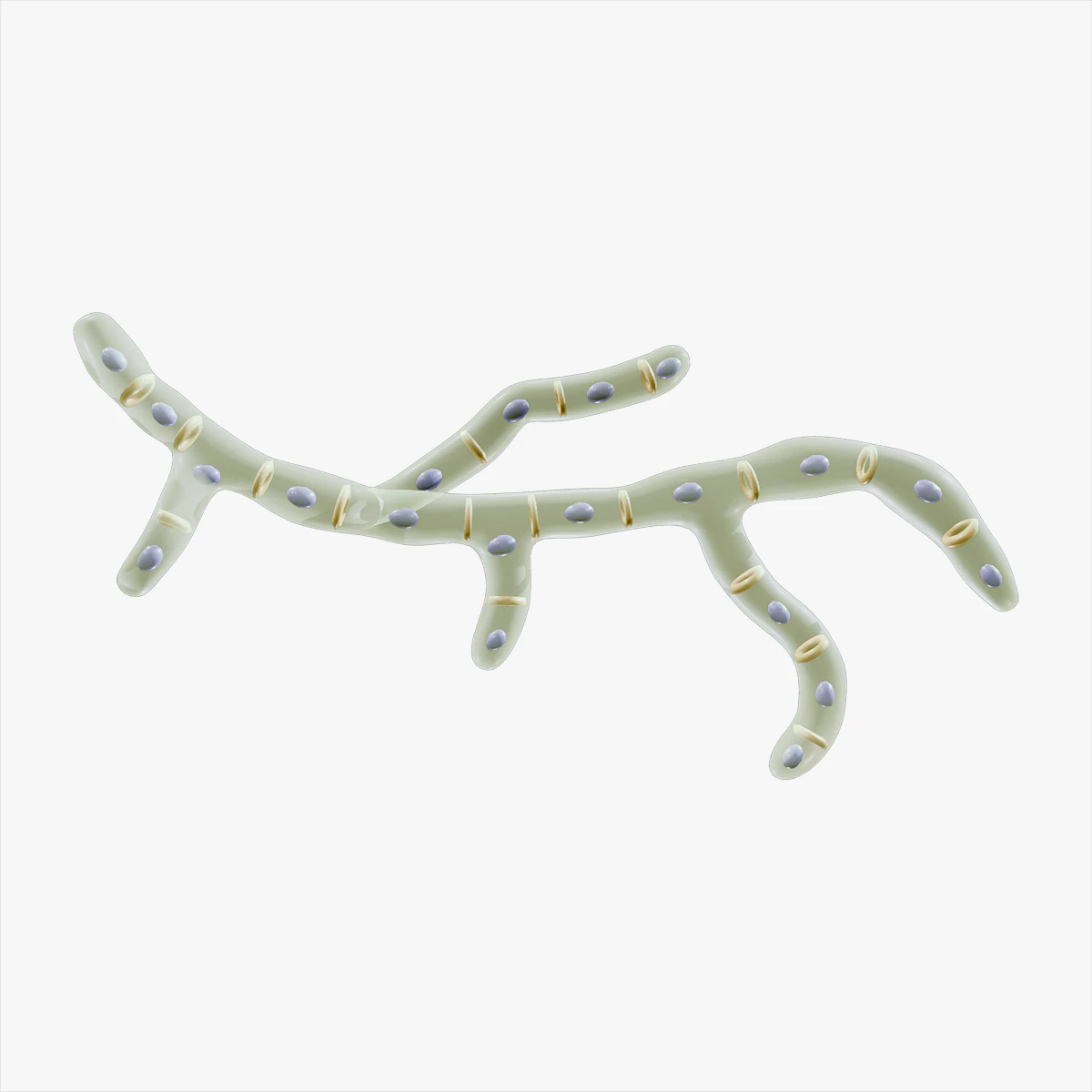 Fungal Cell Structure 3D Model .c4d .max .obj .3ds .fbx .stl .blend