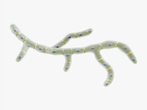 Fungal Cell Structure 3D 모델